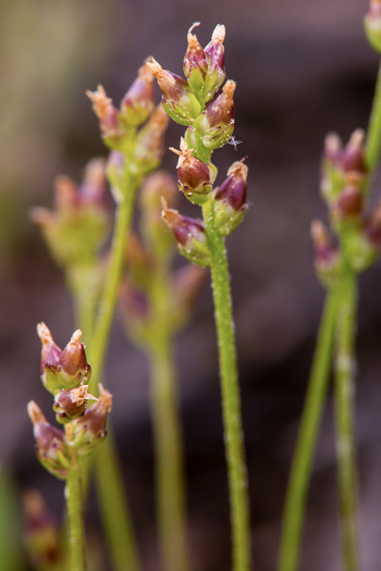 image of Plantago heterophylla, Many-seeded Plantain, Small Plantain, Slender Plantain