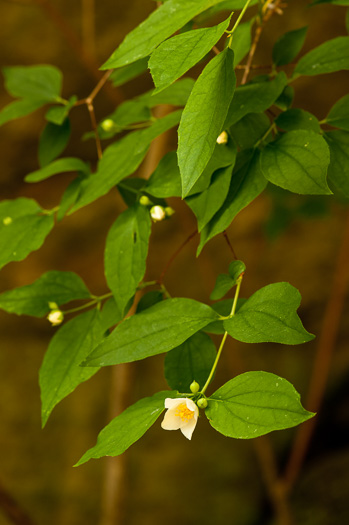 image of Philadelphus inodorus, Appalachian Mock-orange, Scentless Mock-orange