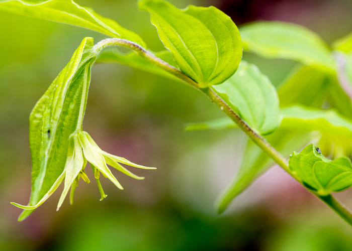 image of Prosartes lanuginosa, Yellow Mandarin, Yellow Fairybells