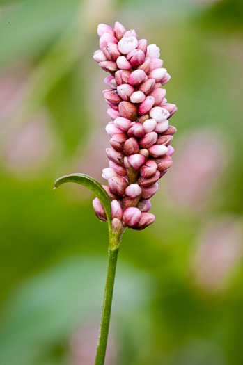 image of Persicaria maculosa, Spotted Lady's-thumb, Heart's-ease