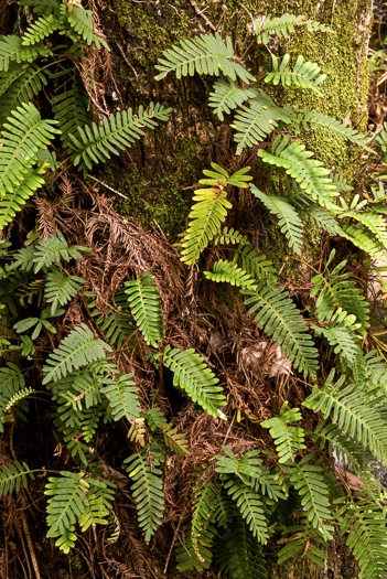 image of Pleopeltis michauxiana, Resurrection Fern, Scaly Polypody