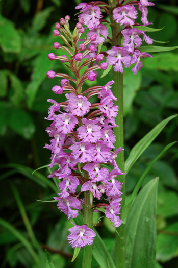 image of Platanthera psycodes, Small Purple Fringed Orchid, Butterfly Orchid, Lesser Purple Fringed Orchid