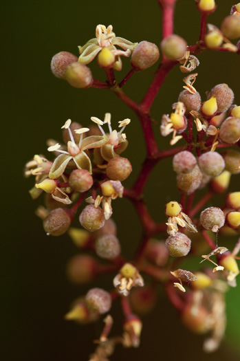 image of Parthenocissus quinquefolia, Virginia Creeper