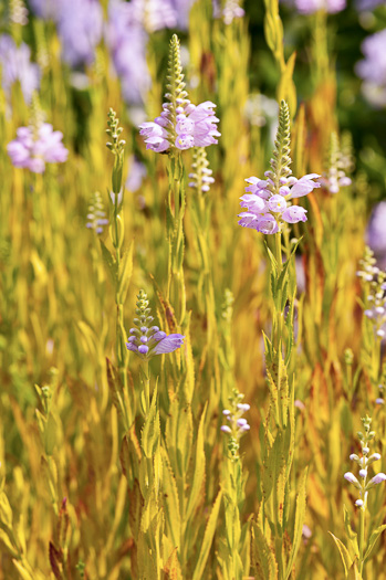 image of Physostegia virginiana ssp. virginiana, Northern Obedient-plant, False Dragonhead