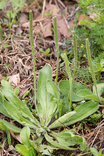 image of Plantago virginica, Virginia Plantain, Southern Plantain, Paleseed Plantain, Hoary Plantain