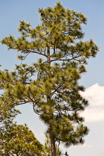 image of Pinus palustris, Longleaf Pine, Southern Pine