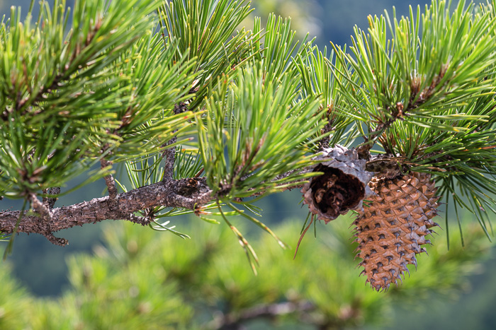 image of Pinus pungens, Table Mountain Pine, Bur Pine, Hickory Pine, Prickly Pine