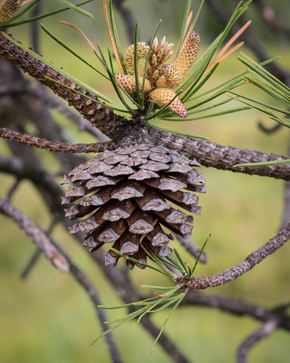 image of Pinus rigida, Pitch Pine