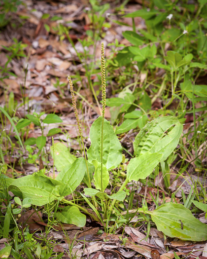 Plantago major, Common Plantain, White-man's-foot