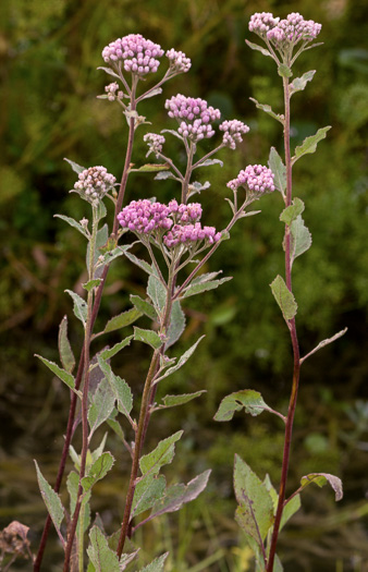 image of Pluchea odorata var. odorata, Southern Saltmarsh Fleabane, Shrubby Camphorweed