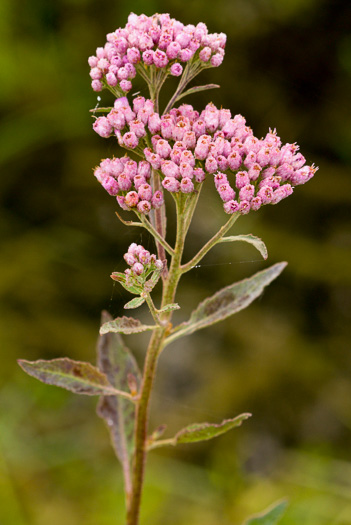 image of Pluchea odorata var. odorata, Southern Saltmarsh Fleabane, Shrubby Camphorweed