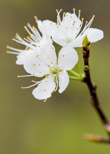 image of Prunus umbellata, Hog Plum, Flatwoods Plum