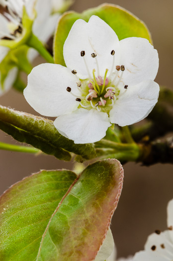 image of Pyrus calleryana, Bradford Pear, Callery Pear