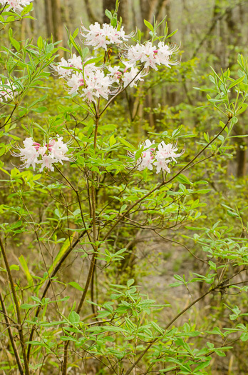 Piedmont Azalea