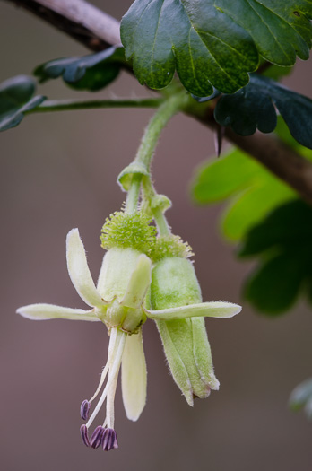 image of Ribes echinellum, Miccosukee Gooseberry, Spiny Gooseberry, Florida Gooseberry