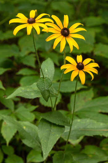 image of Rudbeckia hirta var. hirta, Woodland Black-eyed Susan