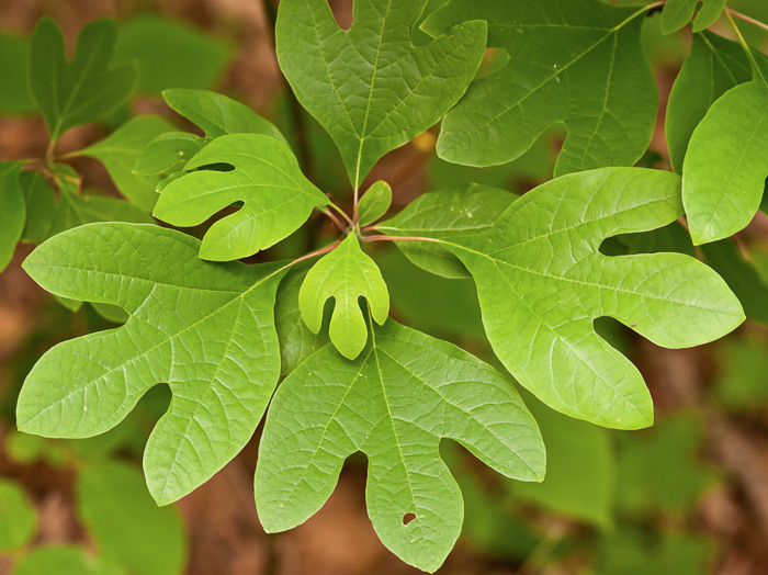 image of Sassafras albidum, Sassafras