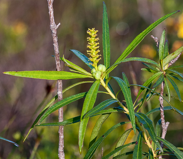 image of Stillingia aquatica, Corkwood, Water Toothleaf