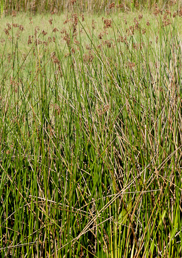 image of Schoenoplectus californicus, Giant Bulrush, Southern Bulrush, Tule, California Bulrush