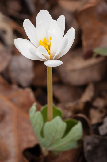 image of Sanguinaria canadensis, Bloodroot, Red Puccoon