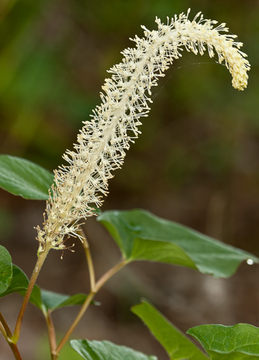 Lizard's-tail