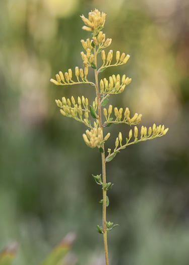 image of Solidago chapmanii, Chapman's Goldenrod