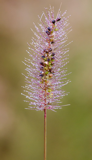 bristles