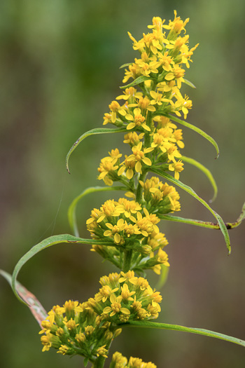 image of Solidago curtisii, Curtis's Goldenrod