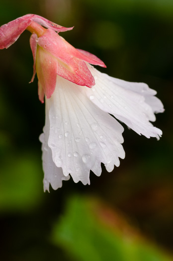 image of Shortia galacifolia, Oconee Bells, Southern Shortia