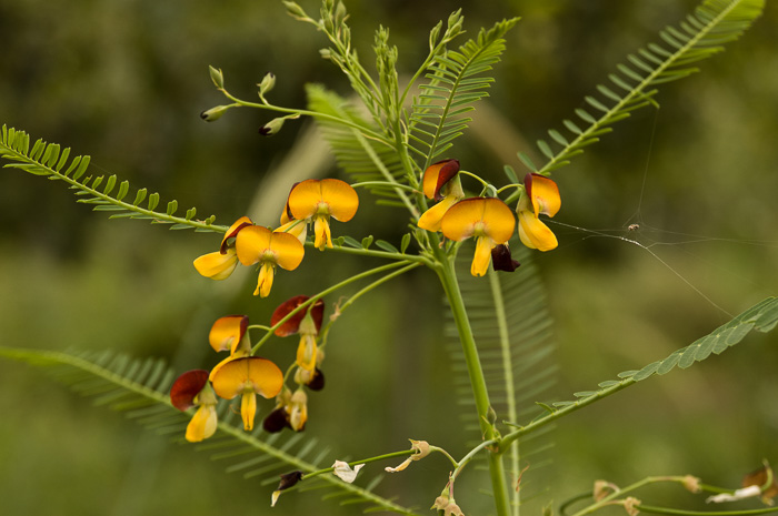 image of Sesbania herbacea, Bigpod Sesbania, Coffee-weed, Indigo-weed, Hemp Sesbania