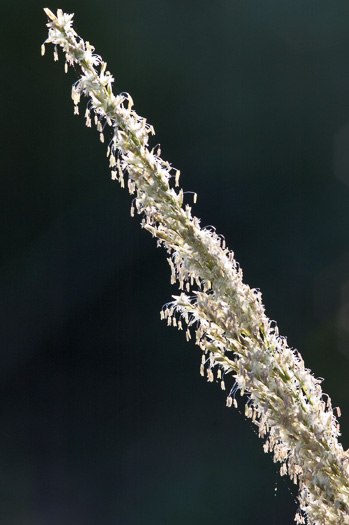 Sporobolus jacquemontii, West Indian Dropseed