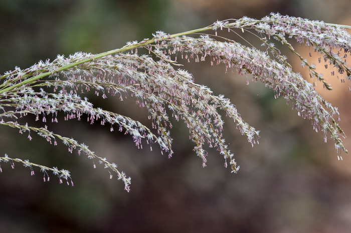 Sporobolus jacquemontii, West Indian Dropseed