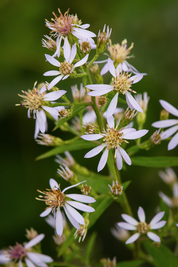 Symphyotrichum lowrieanum, Smooth Heartleaf Aster, Lowrie's Blue Wood Aster, Lowrie's Aster