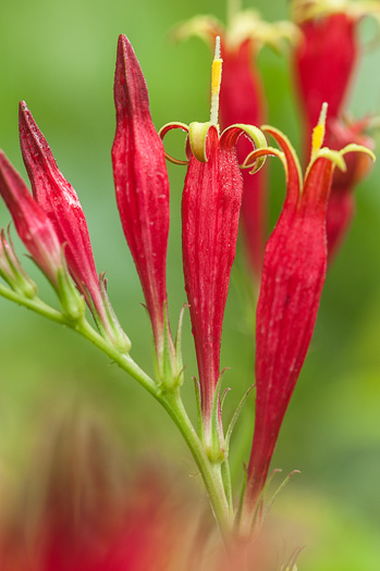 image of Spigelia marilandica, Indian-pink, Woodland Pinkroot, Wormgrass