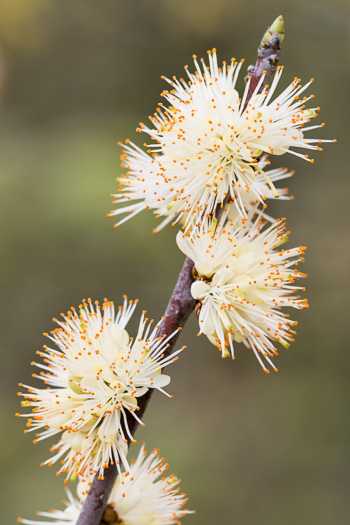 image of Symplocos tinctoria, Horsesugar, Sweetleaf, Dyebush