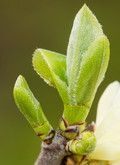 image of Symplocos tinctoria, Horsesugar, Sweetleaf, Dyebush