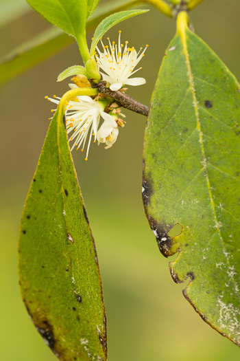 image of Symplocos tinctoria, Horsesugar, Sweetleaf, Dyebush