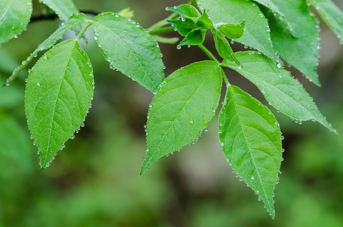 image of Staphylea trifolia, Bladdernut