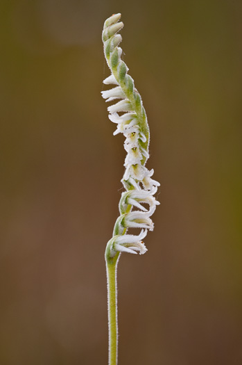 image of Spiranthes vernalis, Spring Ladies'-tresses