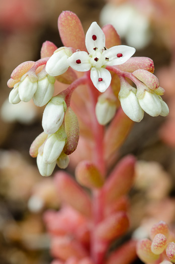 Sedum pusillum, Puck's Orpine, Granite Stonecrop