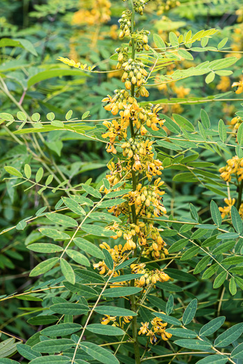 image of Senna hebecarpa, Northern Wild Senna