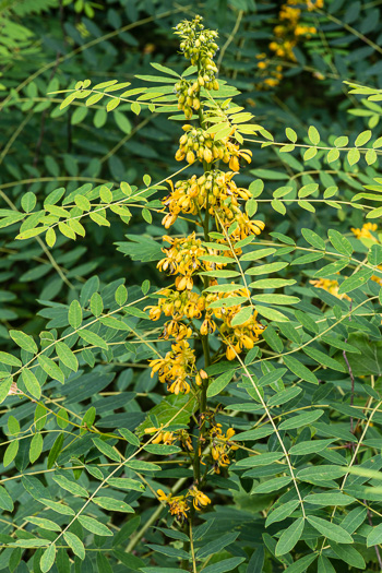 image of Senna hebecarpa, Northern Wild Senna