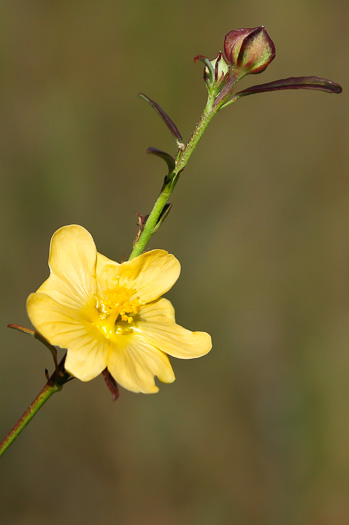 image of Sida elliottii var. elliottii, Coastal Plain Sida, Elliott's Fanpetals