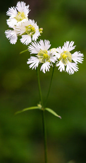 image of Silene stellata, Starry Campion, Widow's-frill