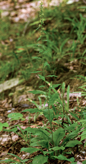 image of Solidago erecta, Slender Goldenrod, Erect Goldenrod