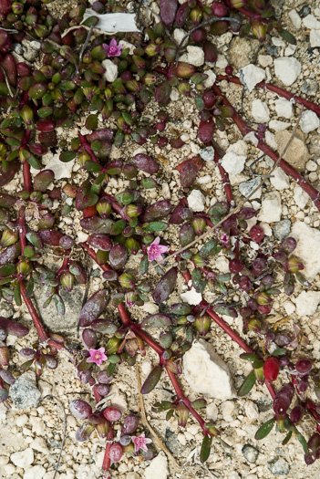 image of Sesuvium portulacastrum, Large Sea-purslane, Shoreline Sea-purslane