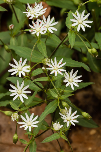 image of Stellaria pubera, Star Chickweed, Giant Chickweed, Great Chickweed, Common Starwort