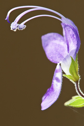 image of Trichostema dichotomum, Common Blue Curls, Forked Blue Curls