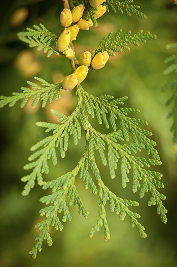 image of Thuja occidentalis, American Arborvitae, Northern White Cedar, Flat Cedar, Eastern Arborvitae