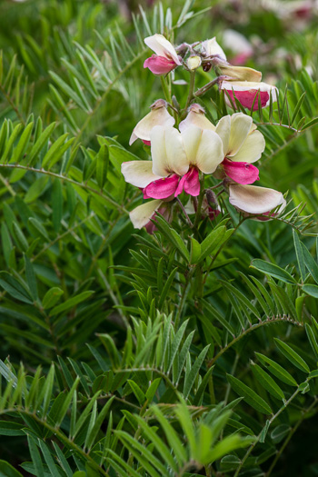 image of Tephrosia virginiana, Virginia Goat's Rue, Devil's Shoestrings